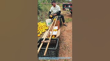DIY Fruit Sorter from 2 Wooden Sticks: Quick Sizing for Navel Oranges in Orchard!