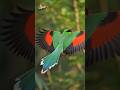 합성 아님;; 포켓몬 실사판이라 불리는 역대급 비주얼의 새 🦜✨