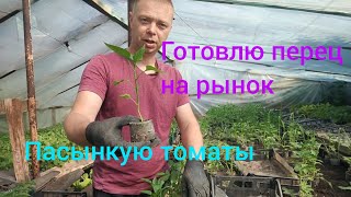 Пасынкую томаты. Готовлю перец на рынок.