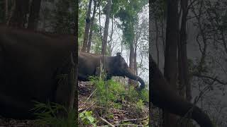 Mae Fah 🐘😋💚 #changchill #elephant #ethical #wildlife #nature #animals