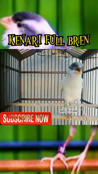 kenari gacor isian mewah|full bren cigun #kenari #viral #birdsounds #burungkicau #kenarigacor