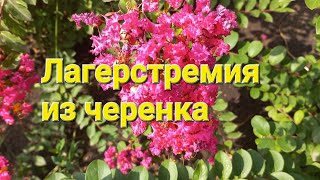 Лагерстремия в саду. Размножение черенками. Lagerstroemia