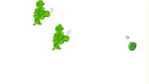 Green Algae Life Cycle - Ulva lactuca