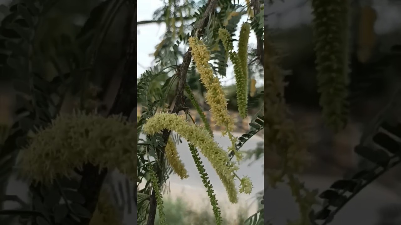 Prosopis Juliflora/ Prosopis Cineraria Tree/ Prosopis Cineraria/ Prosopis Juliflora Uses/ Prosopis