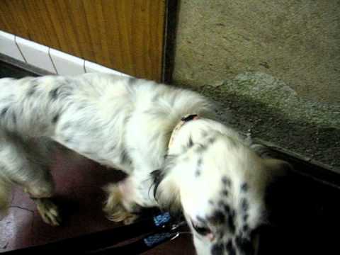 GUNDOG RESCUE CACI　イングリッシュ・セッター　スカッシュ