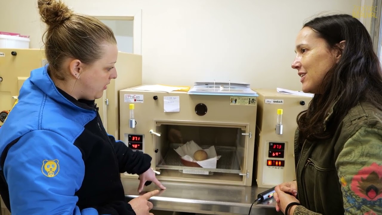 Deux petits gypaètes barbus sont nés - Ep 9