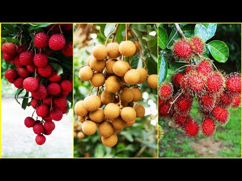 Tropical Fruit Farm Harvest - Lychee, Longan, Rambutan Harvesting - Amazing Agriculture Technology