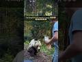 Bear Attacks Man Who Tried to Feed it!#animalstories #bear #attack#animals#wildlife
