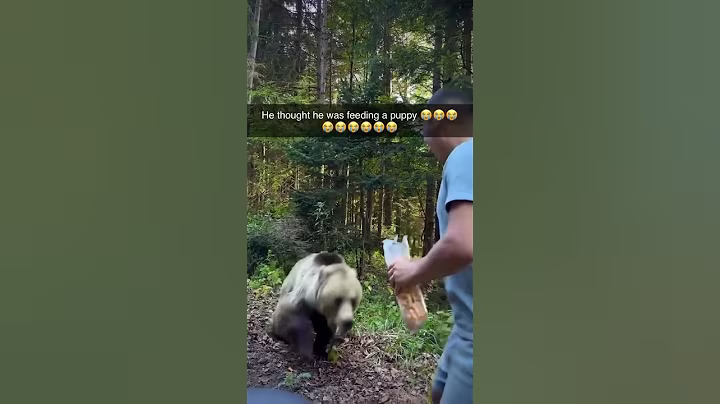 Bear Attacks Man Who Tried to Feed it!#animalstories #bear #attack#animals#wildlife