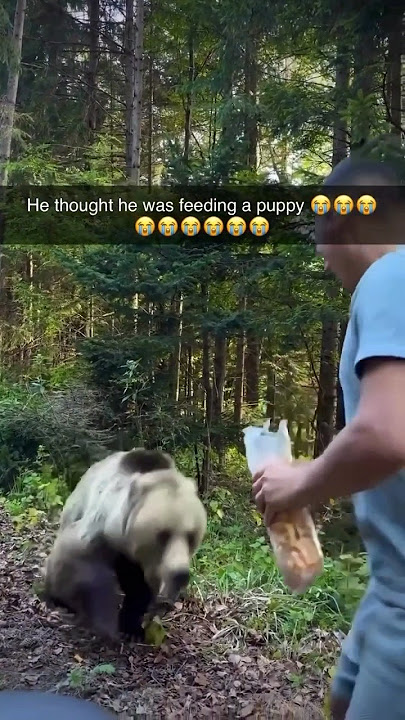 Bear Attacks Man Who Tried to Feed it!#animalstories #bear #attack#animals#wildlife