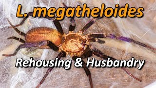 Linothele megatheloides - Rehousing, Husbandry and Myth Busting
