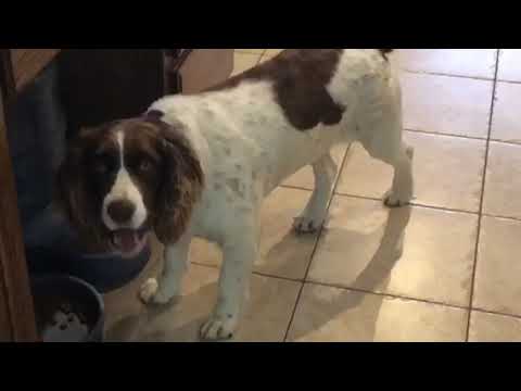Kali Springer Spaniel Rescue Youtube