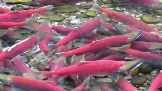 Sockeye Salmon by KJWVideo 176 views 13 years ago 24 seconds