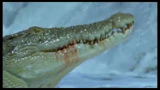 The Saltwater Crocodile - Part Three