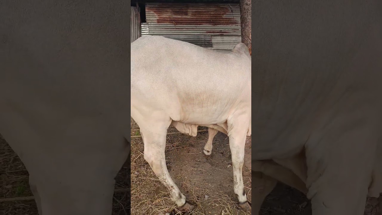 Best Quality Ongole Bulls 