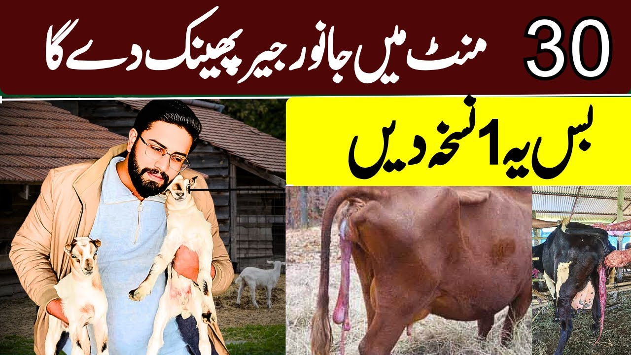 Animal Will Expel Placenta Within 30 Minutes | Just Give This Simple Treatment