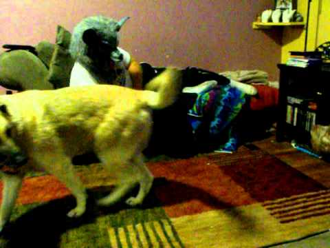 puppy paradise Homer and the Wolf.AVI