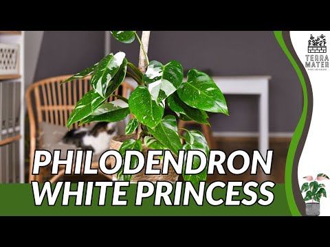 Philodendron White Princess (Philodendron sp.): Stunning Variegated Foliage  for Houseplants - YouTube