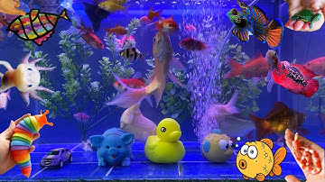 Video Tổng Hợp Động Vật Dễ Thương Đầy Màu Sắc,Hoa,Cây,Cá Mập,Rùa,Rắn,Cá Vàng,Cá Koi,Cá Trê