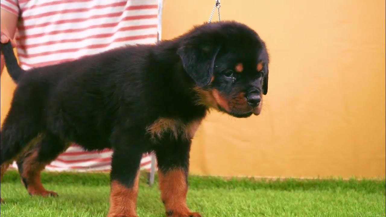 Litter Announcement Michael Corleone Vom Hause Leroy x Baba Zanas