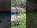 আমার সোনার ময়না পাখি #probashi_btv #viralvideo #banglasong #ভাইরাল #nature #unfrez #comedyfilms ###