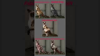 Great One Concept #7 Eastern Grey Kangaroo #conceptart #cotwgameplay #cotw #ps5gameplay #g1grinds