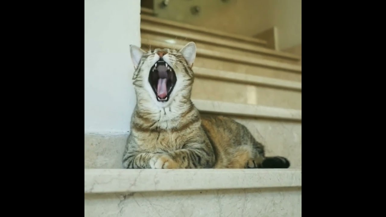 cute cat yawning 🥱.