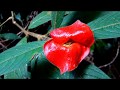 Psychotria Elata Flower of Lips (HD1080p)