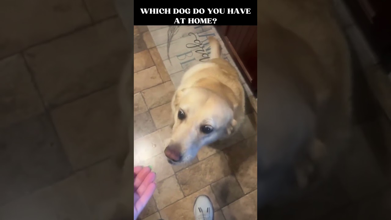 DOGS LOVE CHEESE IN DIFFERENT WAYS!!! 