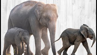 Elephant Calves | #1.1 | 'Baby Animals Series'