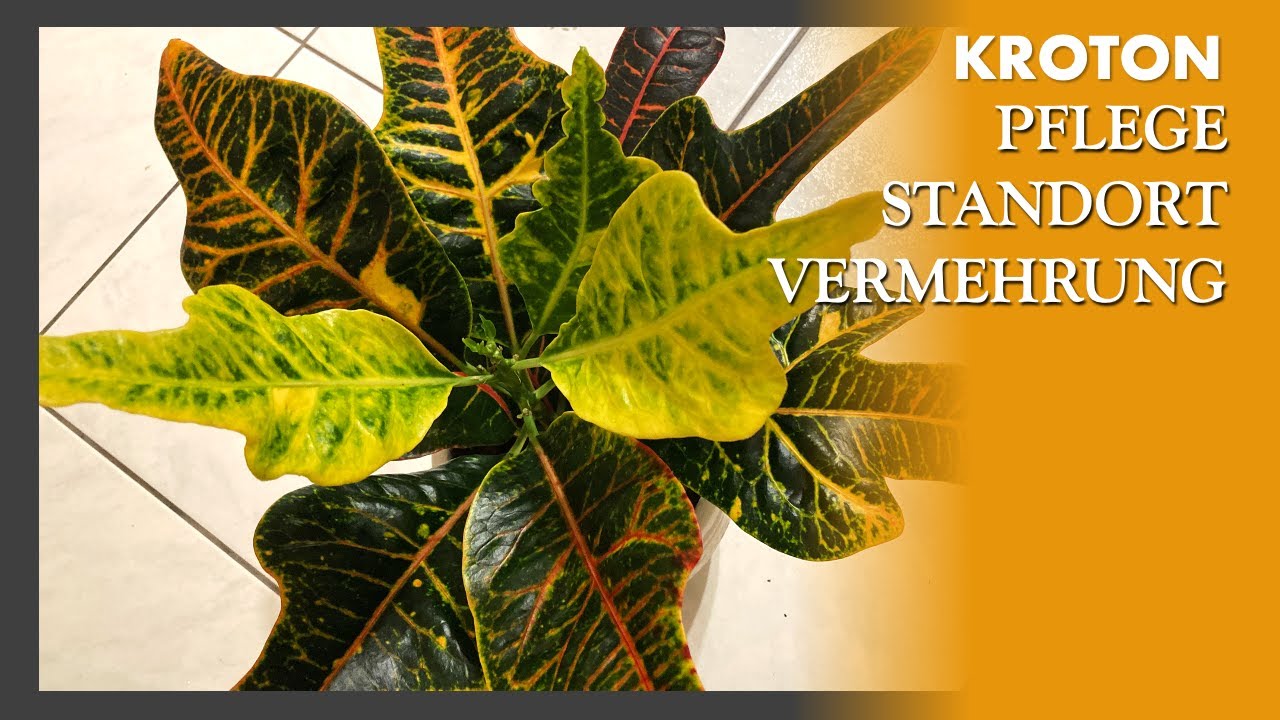 Alles über Croton / Kroton Pflege, Giessen, Standort und Vermehrung