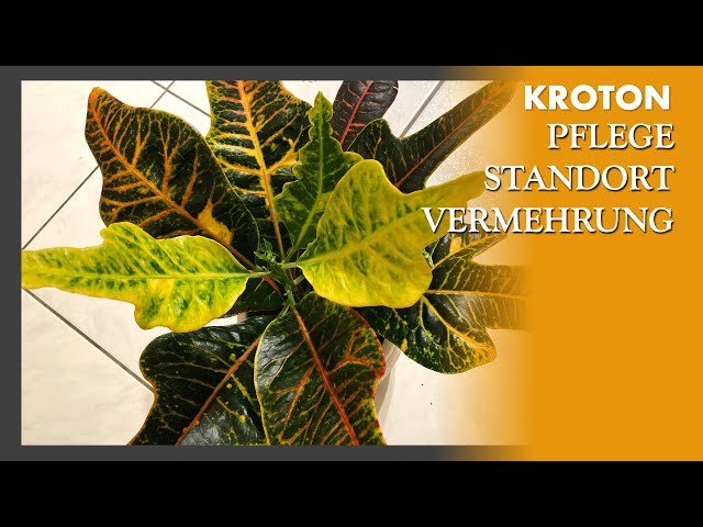 weihnachtsstern orange Winterdeko Trdeko Stern Weihnachtsstern Orangen
