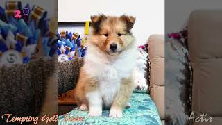 COLLIE rough puppy female 02 (Gold + Spank litter)