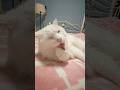 Eira flew away. 🐱🙀🤯 #cat #funny #fyp