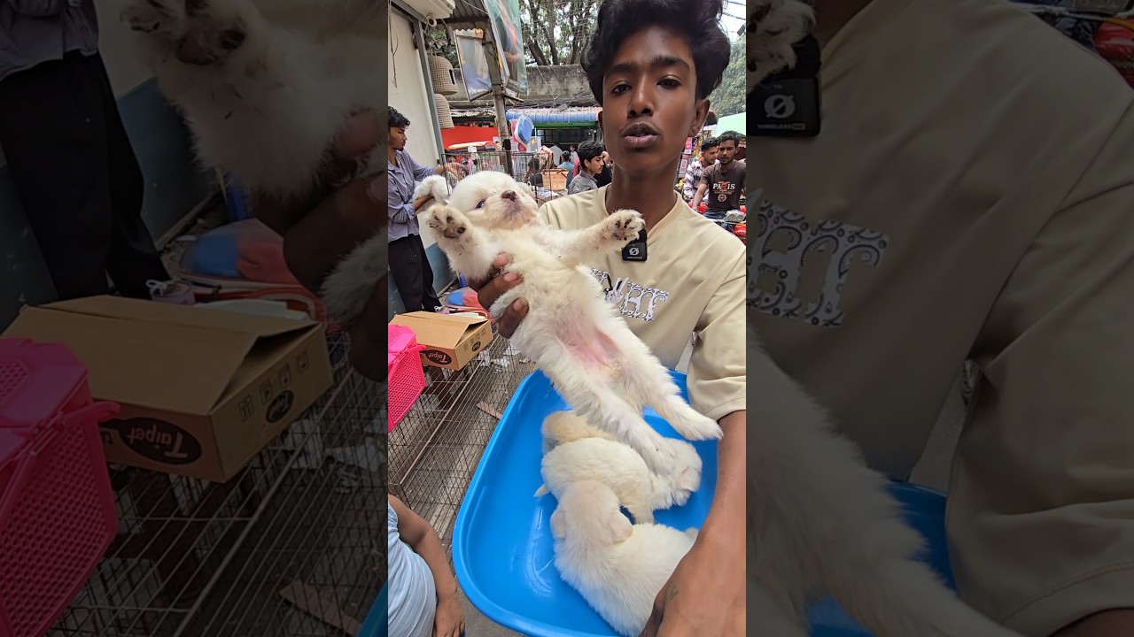 বাংলাদেশে কুকুরের হাট Dog Market in Bangladesh 🇧🇩 Mirpur 1 pakhir haat 2026