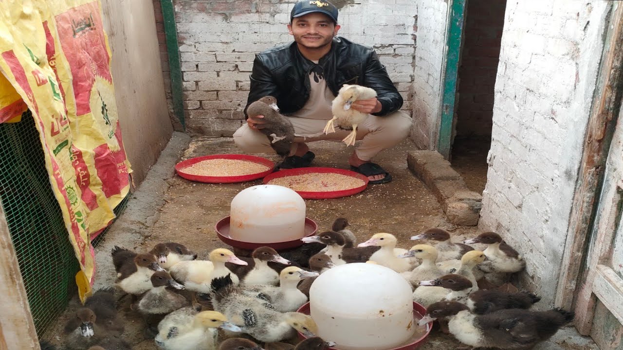 لو عايزة تبقى أستاذة فى تربية البط المسكوفي الأصلي بدون تعب ولا تكاليف وبشهادة المتابعين