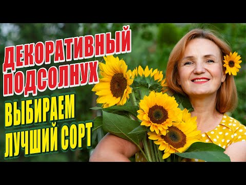 ДЕКОРАТИВНЫЕ ПОДСОЛНУХИ. ВЫБИРАЕМ ЛУЧШИЙ СОРТ!