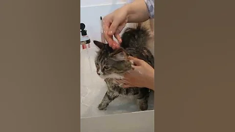 Watch the video about 😁ASMR 🐈😜cat spa day. Washing siberian cat #cat #catlover #pets #catspa #mycat