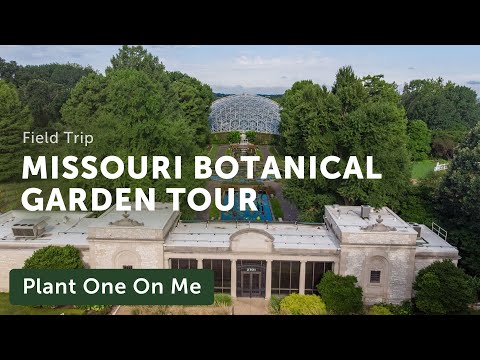 Vídeo: O que fazer no Missouri Botanical Garden