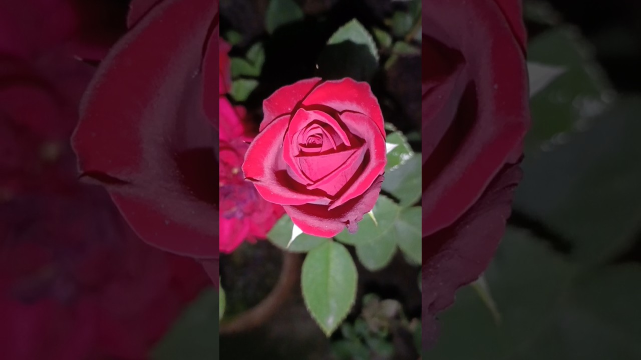 Award winning Rose flower Top secret id 