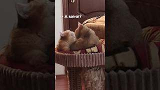 Бася моет Нафаню #cat #веселыекоты #kitten #котики #нежность