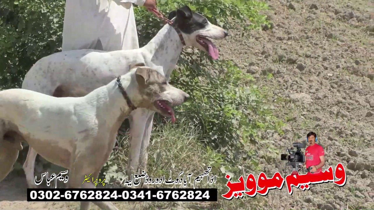 HUNTING OF THE JACKALS IN THE FIELD OF SUNFLOWER PART 2