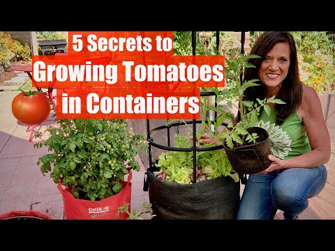 5 Secrets to Grow LOTS of Tomatoes in Containers / Container Garden Series #1???