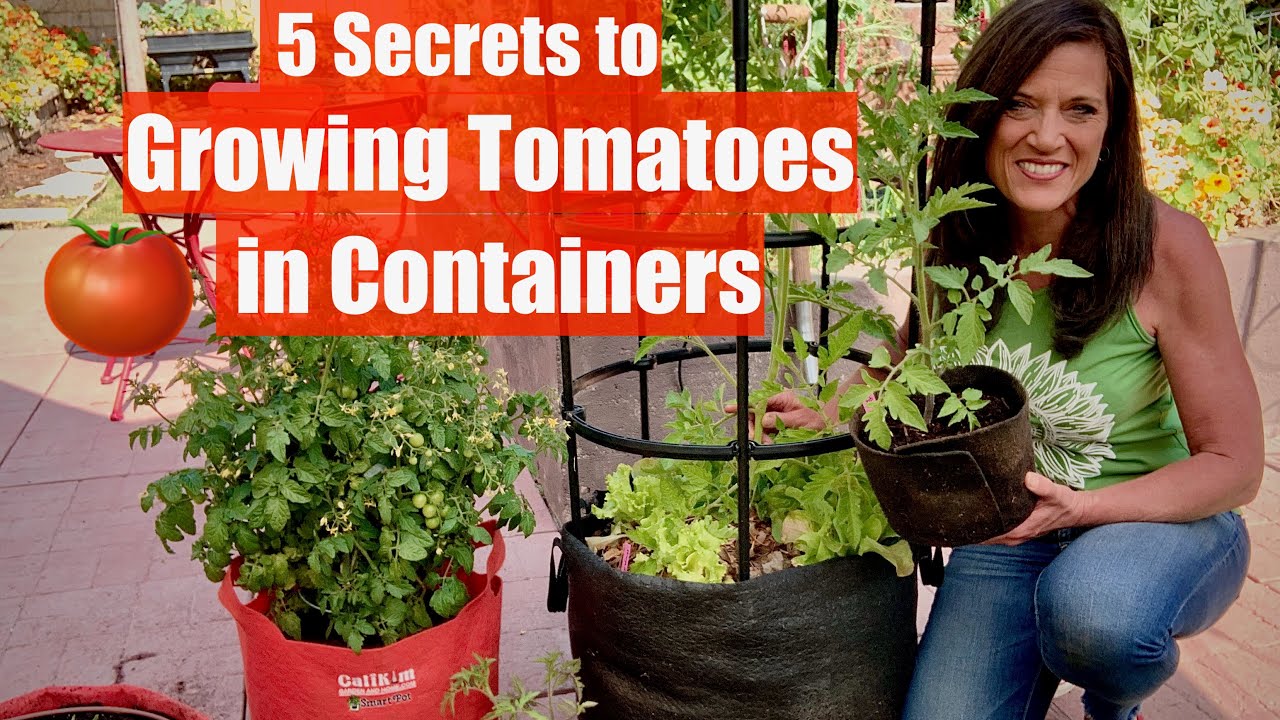 5 Secrets To Grow Lots Of Tomatoes In Containers Container Garden