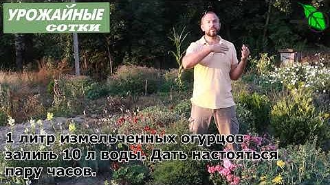 ЭТО ПОМОЖЕТ! Необычный способ подготовки участка под огурцы, картофель, землянику и овощи!