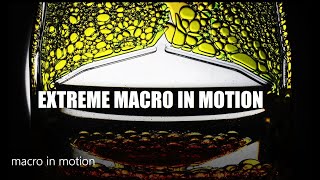 MACRO in MOTION - An extreme macro video (4k)