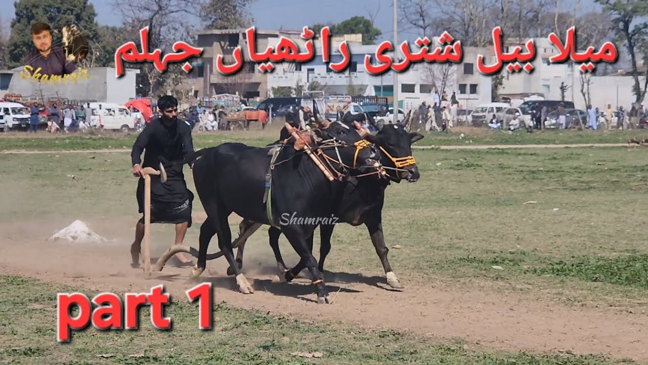 bail sutri ratjiyan jahlem |2024 part 1 | shamraiz ali