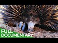 Animal&#39;s Super Senses - The Earth | Free Documentary Nature