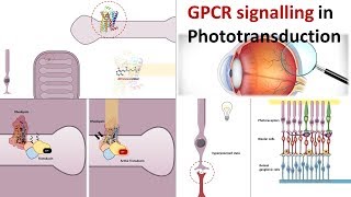 G protein signalling pathway underlying photo-transduction