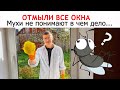 СТЕКЛА В ОКНАХ стали «НЕВИДИМЫМИ». Моем окна и подоконники от «А до Я» ПРОСТЕЙШИМИ способами.